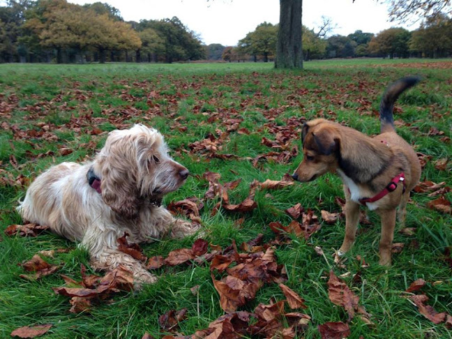 Reviews of Jennifer Brunner - Licensed Puppy & Dog Trainer - Professional Dog Walker. in Watford - Dog trainer