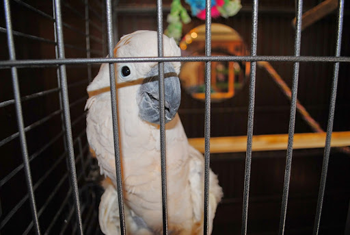 Pet Store «City Bark», reviews and photos, 1222 Griswold St, Detroit, MI 48226, USA