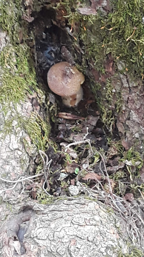 Park «Saddle River Park», reviews and photos, Dunkerhook Rd, Paramus, NJ 07652, USA