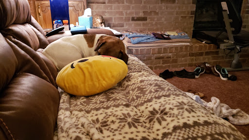 Nicolosi Animal Hospital image