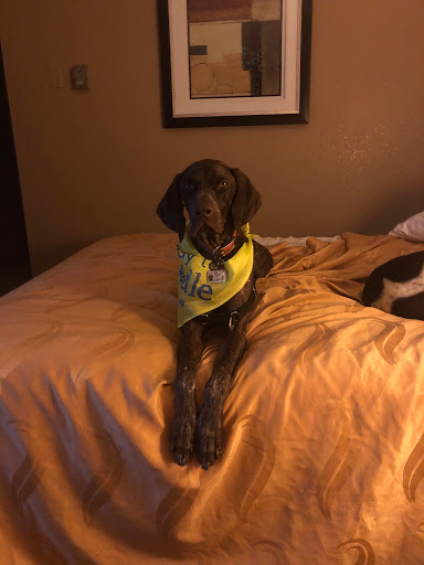 Pet Supply Store «PetSmart», reviews and photos, 8695 Park Meadows Center Dr, Lone Tree, CO 80124, USA