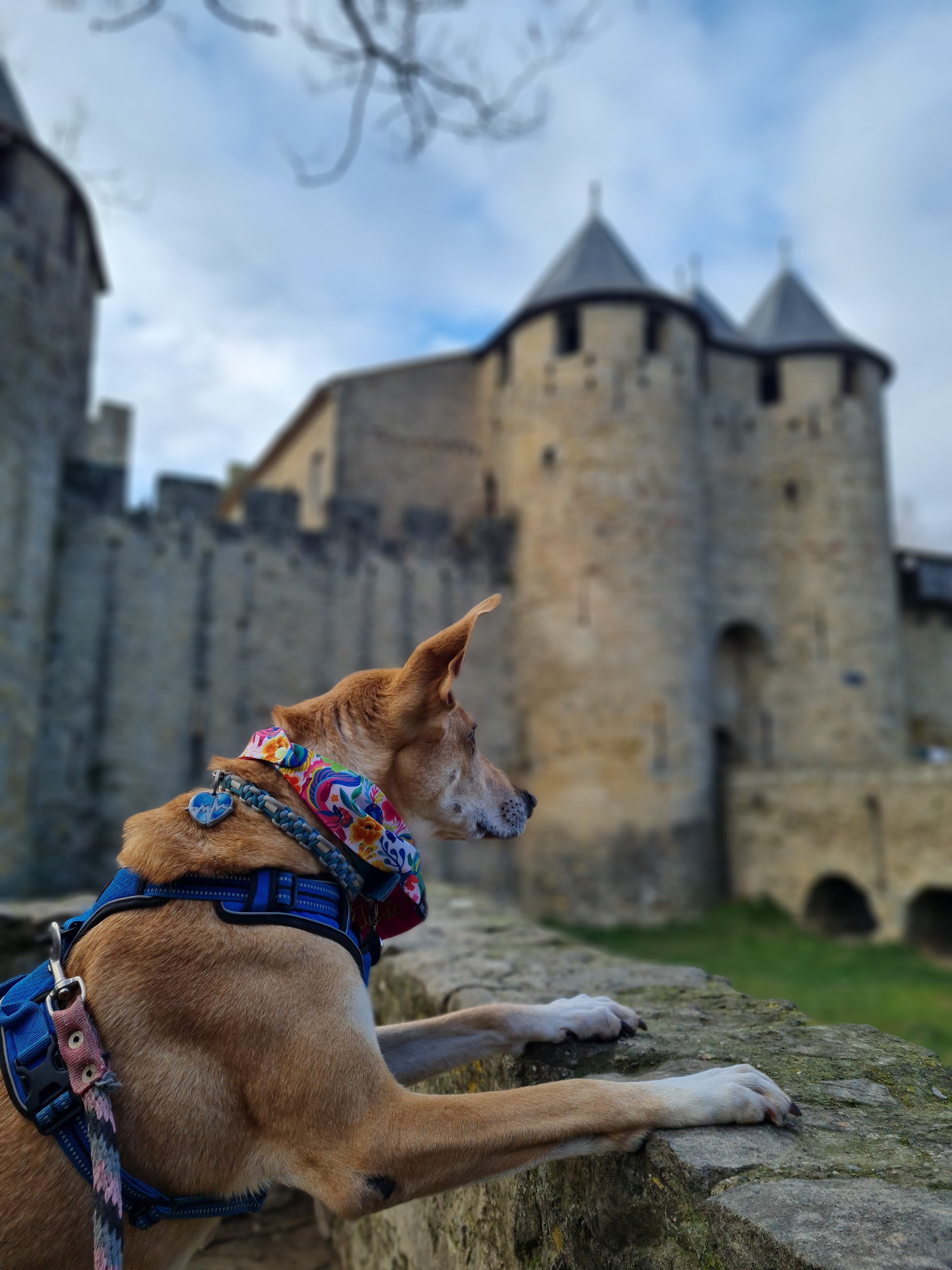 Photo n° 6 de l'avis de Aline.e fait le 15/12/2023 à 17:37