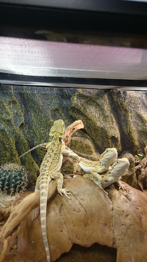 Pet Store «Petland Las Vegas», reviews and photos, 8800 W Charleston Blvd #3, Las Vegas, NV 89145, USA