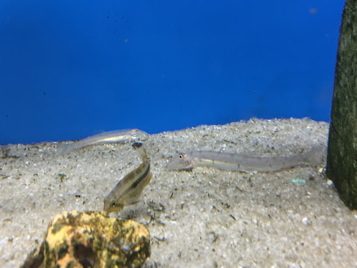 Pet Store «Critter Hut Aquarium & Pets», reviews and photos, 6637 Post Rd, North Kingstown, RI 02852, USA