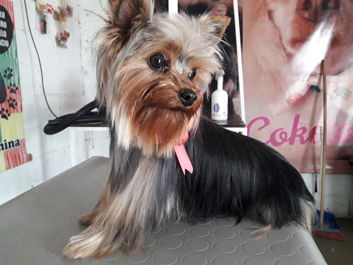 Coketos Escuela peluquería canina