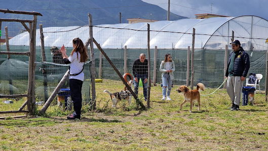 Centro Cinofilo Animal Revolution Dog Academy Altezza civico, Via Schito, 149, 80053 Castellammare di Stabia NA, Italia