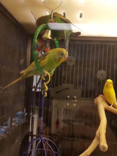 Pet Supply Store «PetSmart», reviews and photos, 482 Stillwater Ave Ste 2A, Bangor, ME 04401, USA