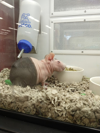 Pet Supply Store «Petco Animal Supplies», reviews and photos, 9480 W Northern Ave, Glendale, AZ 85305, USA