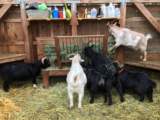 Farm «The Belmont Goats», reviews and photos, 9330 SE Harold St, Portland, OR 97266, USA