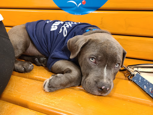 Pet Supply Store «PetSmart», reviews and photos, 3335 Cobb Pkwy NW #400, Acworth, GA 30101, USA