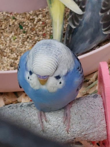 Pet Store «Wet Pets N Critters», reviews and photos, 103 TX-281 Loop, Longview, TX 75605, USA