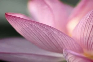 Lotus Wholistic Health & Wellness image