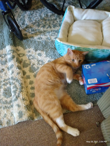 Pet Supply Store «PetSmart», reviews and photos, 420 Home Dr, Pittsburgh, PA 15275, USA