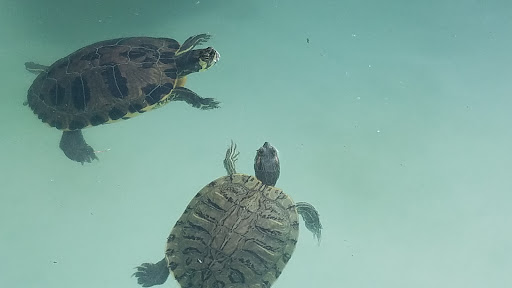 Water Park «Wild Water & Wheels», reviews and photos, 910 Highway 17 S, Surfside Beach, SC 29575, USA