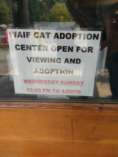 WAIF Freeland Cat Adoption