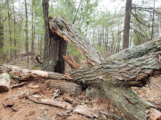 State Park «Wilson Mountain Reservation», reviews and photos, 384 Common St, Dedham, MA 02026, USA