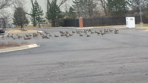 Supermarket «ALDI», reviews and photos, 1432 E Rand Rd, Prospect Heights, IL 60070, USA