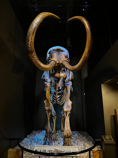 History Museum «Museum of South Texas History», reviews and photos, 200 N Closner Blvd, Edinburg, TX 78541, USA
