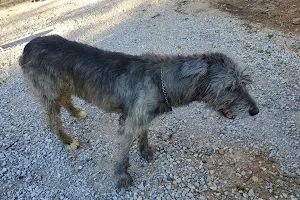 Skiatook Animal Clinic image