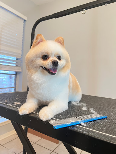 Barking Pet Spa Grooming Service