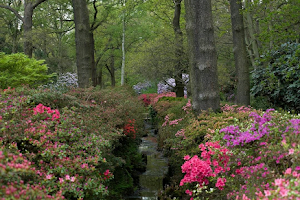 Richmond Park image