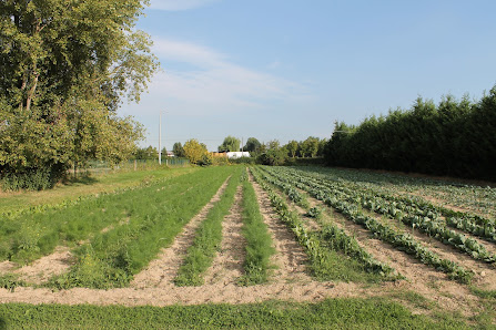 Azienda Agricola Biologica Busatto Via Albarea, 8, 30030 Albarea VE, Italia