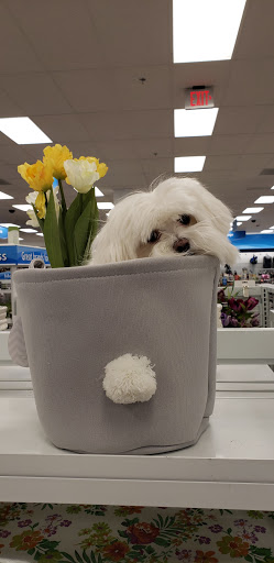 Clothing Store «Ross Dress for Less», reviews and photos, 1237 E Golf Rd, Schaumburg, IL 60173, USA