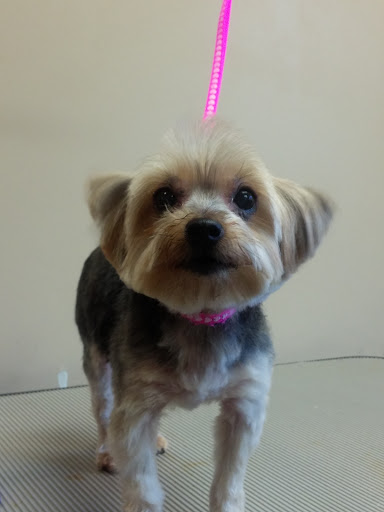 Pet Supply Store «Ma & Paws Pet Supplies», reviews and photos, 206 Anderson Ln N #200, Hendersonville, TN 37075, USA