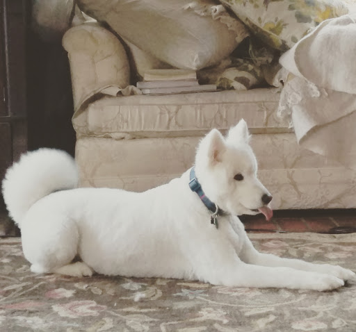 Pet Supply Store «Mud Bay», reviews and photos, 8909 Martin Way E, Lacey, WA 98516, USA