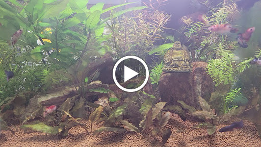 Pet Store «Pet Town», reviews and photos, 7804 Florence Ave, Downey, CA 90240, USA