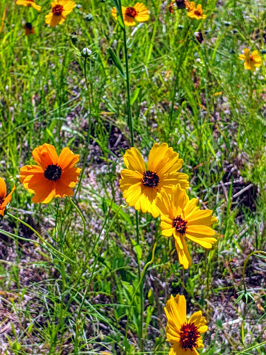 Nature Preserve «Spring Creek Forest Preserve», reviews and photos, 1770 Holford Rd, Garland, TX 75044, USA