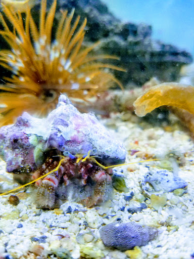 Tropical Fish Store «The Fish Store», reviews and photos, 2050 Chamblee Tucker Rd, Chamblee, GA 30341, USA