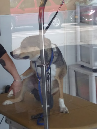 Pet Supply Store «PetSmart», reviews and photos, 4327 Genesee Valley Plaza, Geneseo, NY 14454, USA