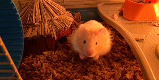 Pet Supply Store «PetSmart», reviews and photos, 132 NJ-31, Flemington, NJ 08822, USA