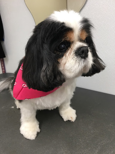 Pet Groomer «Plush Pups Dog Grooming & Pet Supplies», reviews and photos, 2335 Huntingdon Pike, Huntingdon Valley, PA 19006, USA
