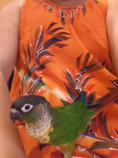 Pet Supply Store «Petco Animal Supplies», reviews and photos, 4161 N Harlem Ave, Norridge, IL 60706, USA