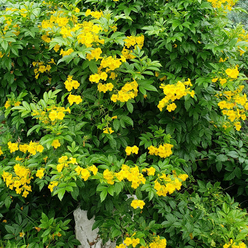 Landscaper «Wilson Landscape Nursery and Florist», reviews and photos, 14650 Bandera Rd, Helotes, TX 78023, USA