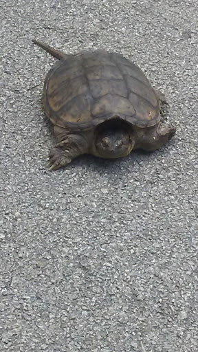 Golf Course «Graymere Country Club», reviews and photos, 2100 Country Club Ln, Columbia, TN 38401, USA