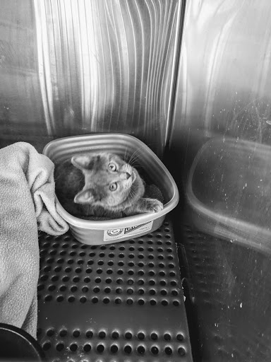 Pet Supply Store «Petsense Fort Worth», reviews and photos, 1408 Eastchase Pkwy #100, Fort Worth, TX 76120, USA