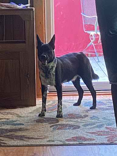 Cherokee County Animal Shelter