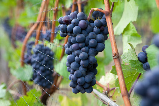 Winery «Elk Cove Vineyards», reviews and photos, 27751 NW Olson Rd, Gaston, OR 97119, USA