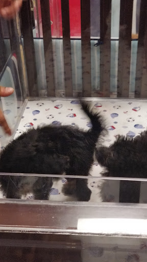 Pet Store «Charm City Puppies», reviews and photos, 8205 Snowden River Pkwy, Columbia, MD 21045, USA