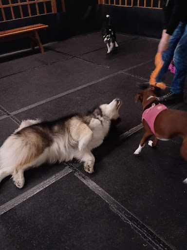 Pet Supply Store «Cycle Dog - Earth Friendly Pet Company», reviews and photos, 2215 NW Quimby St, Portland, OR 97210, USA