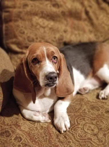 Pet Supply Store «PetSmart», reviews and photos, 350 Walt Whitman Rd, Huntington Station, NY 11746, USA