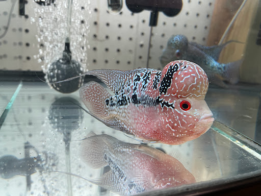 Pet Supply Store «Pet Zone Tropical Fish», reviews and photos, 4266 University Ave, San Diego, CA 92105, USA