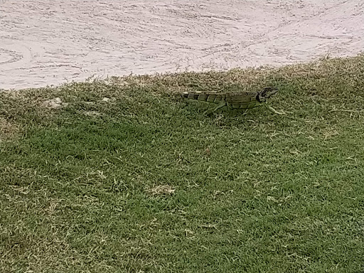 Public Golf Course «Crandon Golf at Key Biscayne», reviews and photos, 6700 Crandon Blvd, Key Biscayne, FL 33149, USA