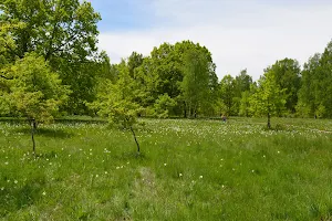 Dumbrava Vadului Daffodil Meadow image