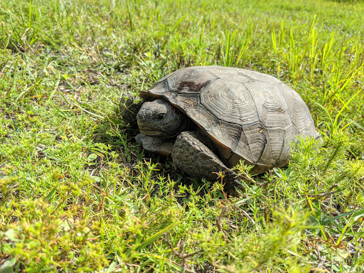 Nature Preserve «Conner Preserve», reviews and photos, 22500 FL-52, Land O Lakes, FL 34637, USA