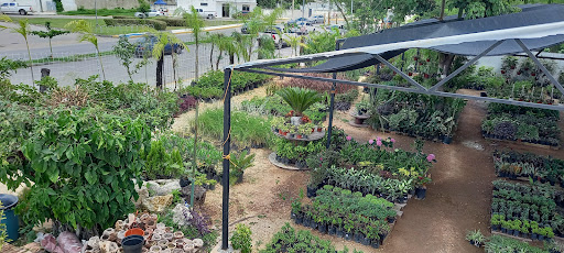 MERCADO DE PLANTAS