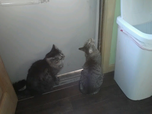 Pet Supply Store «Petco Animal Supplies», reviews and photos, 16095 W Bluemound Rd, Brookfield, WI 53005, USA